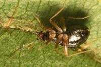 Orthonotus rufifrons