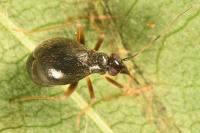 Orthonotus rufifrons