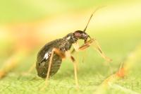 Orthonotus rufifrons