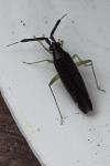 Heterotoma planicornis