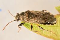 Heterogaster urticae