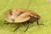 Lepyronia coleoptrata