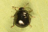 Coptosoma scutellatum