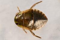 Ilyocoris cimicoides