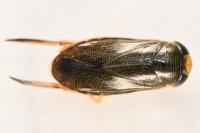 Corixa punctata