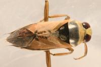 Notonecta glauca