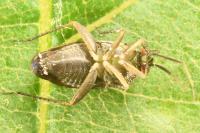 Lepidargyrus ancorifer