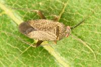 Lepidargyrus ancorifer