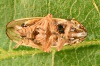 Neophilaenus lineatus