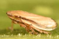 Neophilaenus lineatus