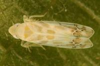Typhlocyba quercus