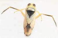 Notonecta viridis
