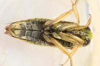 Notonecta viridis
