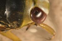 Notonecta viridis