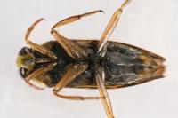 Notonecta glauca