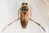 Notonecta glauca