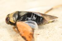 Notonecta glauca