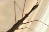Hydrometra stagnorum
