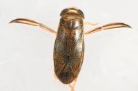 Corixa punctata