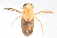 Corixa punctata