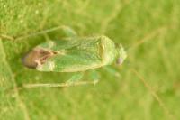 Tuponia hippophaes