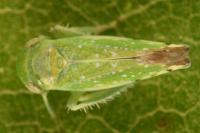 Opsius stactogalus