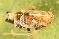 Dicranotropis hamata