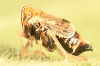 Dicranotropis hamata