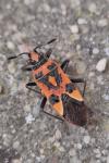 Corizus hyoscyami
