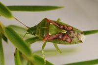 Cyphostethus tristriatus