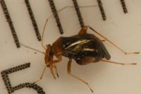 Halticus luteicollis