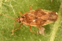 Physatocheila dumetorum