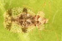 Stephanitis pyri