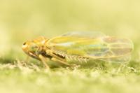 Frutioidia bisignata