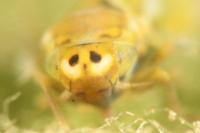 Frutioidia bisignata