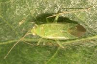 Orthotylus ochrotrichus