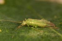 Orthotylus ochrotrichus