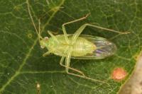 Orthotylus ochrotrichus