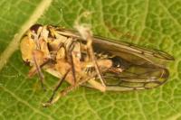 Oncopsis flavicollis