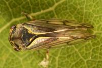 Oncopsis flavicollis