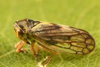 Oncopsis flavicollis