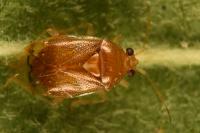 Deraeocoris lutescens