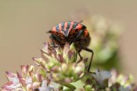 Graphosoma italicum