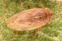 Philaenus spumarius