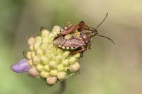 Carpocoris purpureipennis