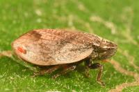 Lepyronia coleoptrata