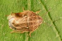 Neottiglossa leporina