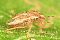 Neottiglossa leporina