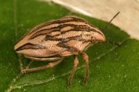 Odontotarsus purpureolineatus