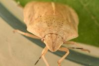 Eurygaster austriaca